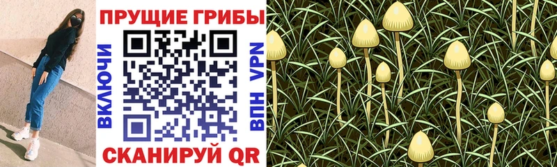 Галлюциногенные грибы мицелий  дарнет шоп  Томари 